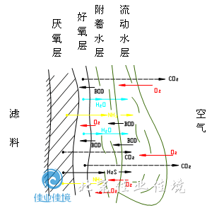 生物膜上的各種反應